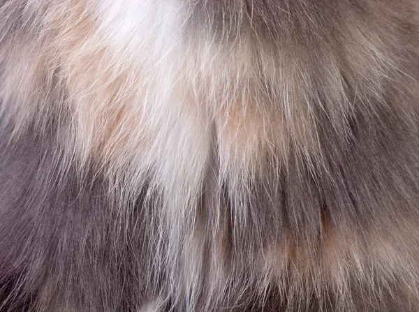 hayvan yün closeup görüntüsünü