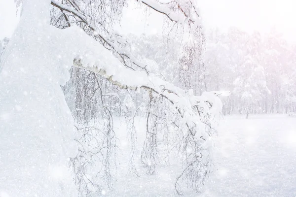 Neve cai na floresta em uma clareira entre as árvores . — Fotografia de Stock