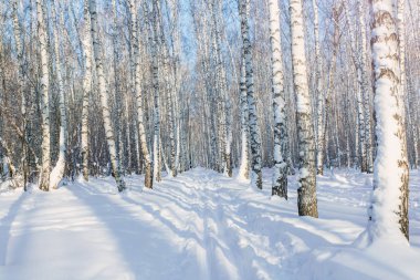 Kış huş ağacı günbatımında güneşle aydınlanır.