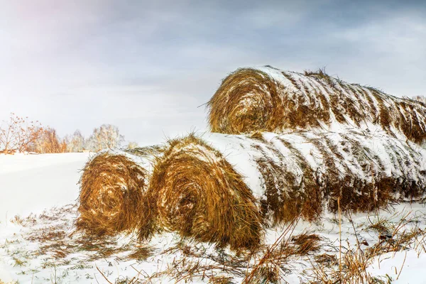 Dry haystacks for feeding animals are covered with snow and outdoors — Stock Photo, Image