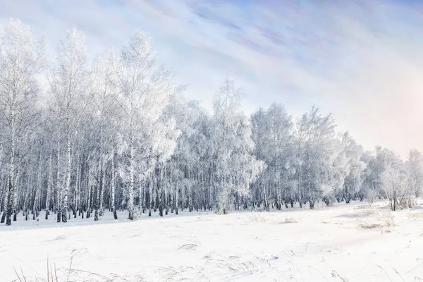 Vidoeiros brancos cobertos com geada e neve . — Fotografia de Stock