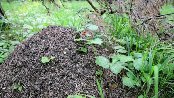 Orman Karıncaları Aktif Olarak Ormandaki Bir Karınca Tepesi Boyunca Sürünüyorlar — Stok video