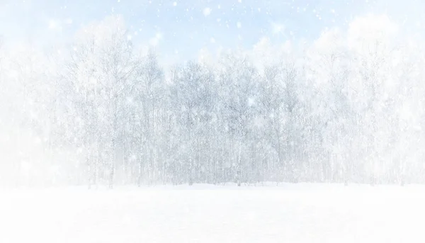 白桦林中的大风雪 — 图库照片