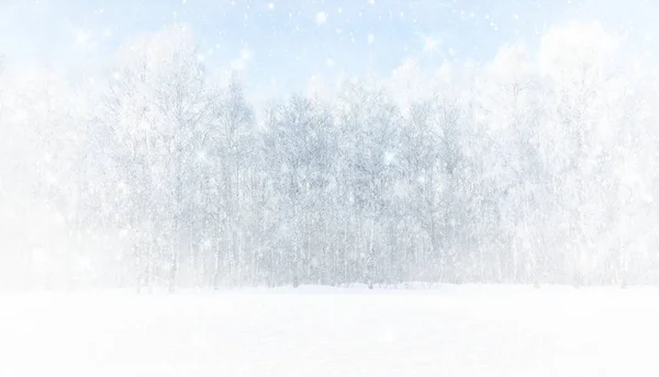 Bir huş ağacında güçlü bir kar fırtınası