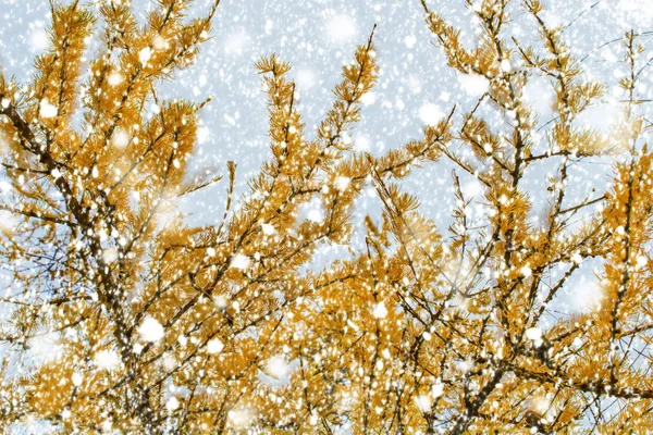 Floresta de neve no fundo do cotovelo amarelado . — Fotografia de Stock
