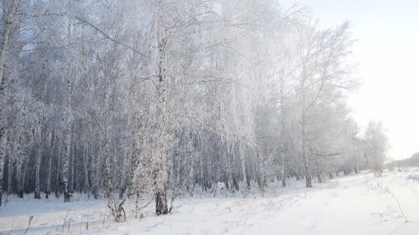 白樺の森の中の雪は霜で覆われています 雪が降る動きが遅い — ストック動画