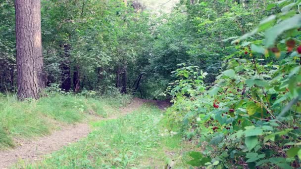 Man Runs Forest Path Jeans Shirt Man Hurry Concept Outdoor — 비디오