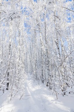 Bir huş ağacında kışın soğuk bir manzara. Ağaç kırağı ve karla kaplı