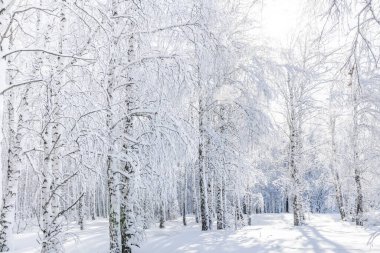 Kış buzlu manzarası. Huş ağaçları parlak güneşe karşı kırağı ve karla kaplıdır. Sibirya Ormanları.