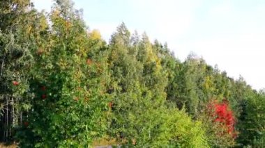 Rüzgarda sallanan huş ağaçları