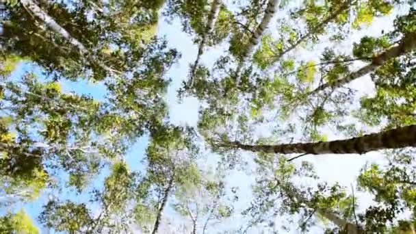 Otoño Los Abedules Balancean Viento Contra Cielo Una Vista Desde — Vídeos de Stock