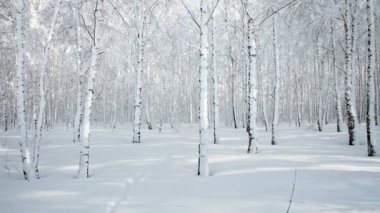 Güneşli bir günde kış huş ağacı ormanı manzarası. Karda kurt izleriyle.