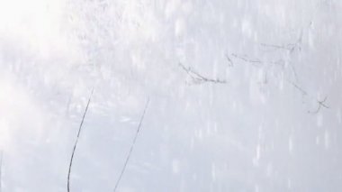 Kışın ağaçların dallarından düşen beyaz kar. Yavaş çekim.