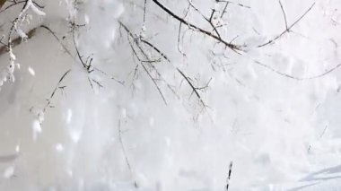 Kışın ağaçların dallarından düşen beyaz kar. Yavaş çekim.