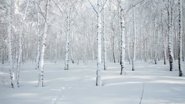 Panorama Forêt Bouleaux Hiver Après Les Chutes Neige Par Une — Video