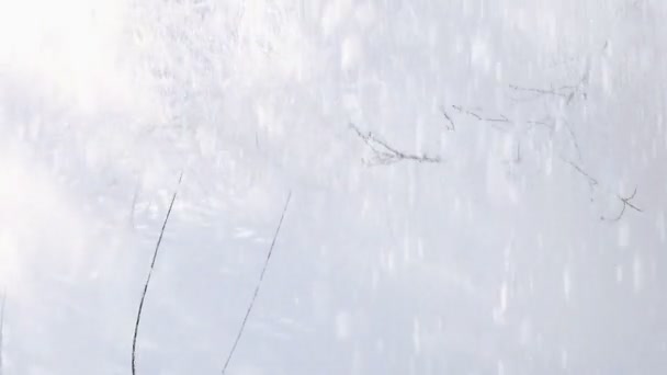 冬には木の枝から白い雪が降る スローモーション — ストック動画