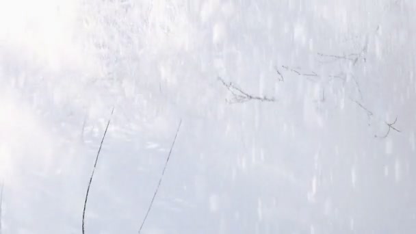 Chute Neige Blanche Des Branches Des Arbres Hiver Mouvement Lent — Video