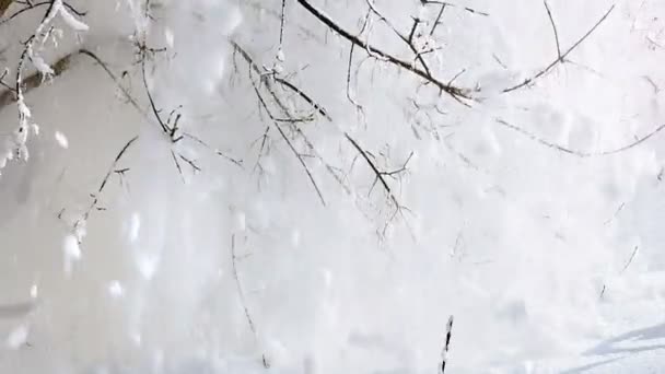 Queda Neve Branca Dos Ramos Das Árvores Inverno Movimento Lento — Vídeo de Stock
