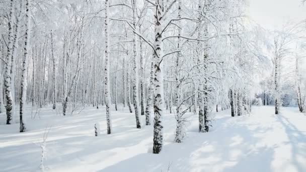 在阳光灿烂的日子里 大雪过后的冬季白桦林全景 雪地上有狼的踪迹 — 图库视频影像