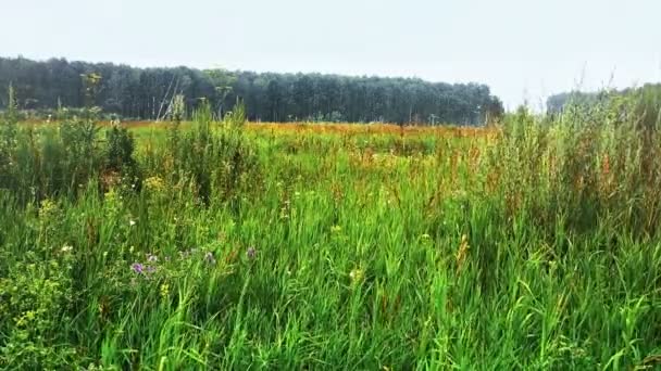 Zielona Trawa Polu Kołysze Się Wietrze Krajobraz Wiejski — Wideo stockowe