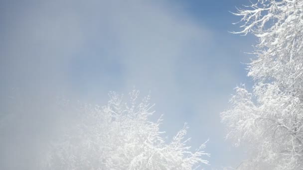 在雪树的背景上冒着烟或蒸汽 环境污染概念 温暖的夫妇 — 图库视频影像