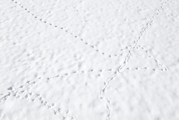 Bird Tracks White Snow Winter Texture Snow Background — Stock Photo, Image