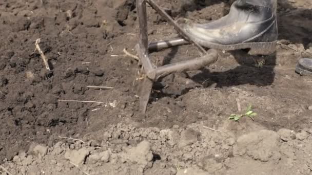 Excavando Tierra Para Siembra Futura Con Cultivador Horquilla Agricultura Las — Vídeos de Stock