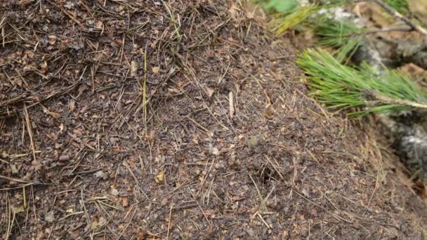 Fourmilière dans la forêt avec fourmis rouges forestières. Insectes de la faune 