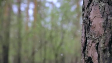 Ormanda uçuşan tüyler. Alerjik patojen kavramı. 4K video