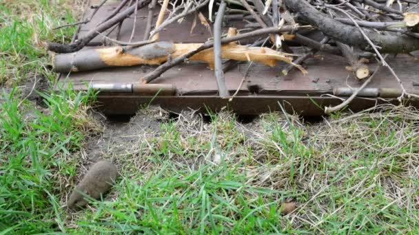 Серый Полевой Мышь Живет Сельской Местности Быстрое Проворное Маленькое Животное — стоковое видео