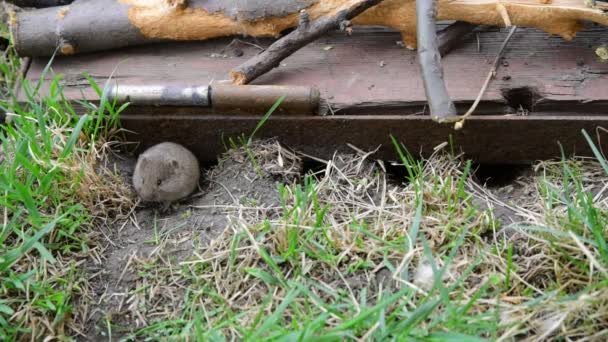 Souris Des Champs Sauvages Gris Vit Dans Campagne Petit Animal — Video