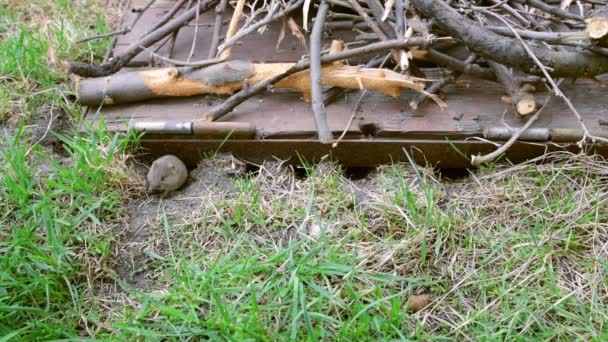 Серый Полевой Мышь Живет Сельской Местности Быстрое Проворное Маленькое Животное — стоковое видео