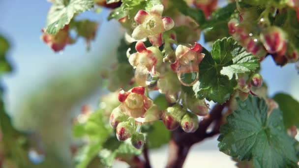 Virágzó Ribizli Bokor Tavasszal Csöpögő Esővíz Gyümölcs Bogyós Cserje Kis — Stock videók