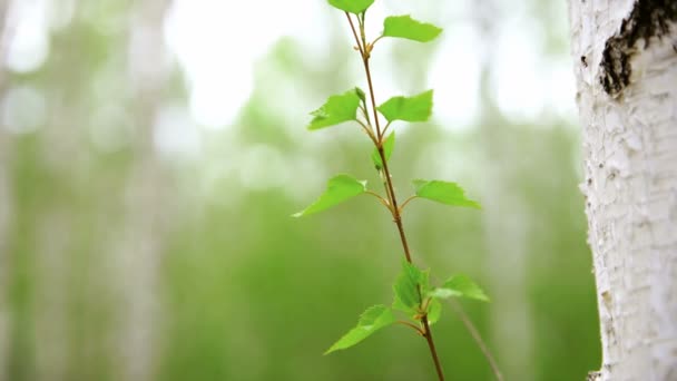 Genç Yeşil Yapraklı Huş Dalları Rüzgarda Sallanıyor Baharda Ağaçlar — Stok video