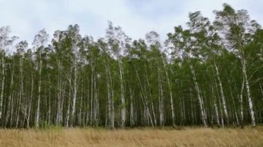 Yeşil yapraklı huş ağaçları güçlü bir rüzgarla sallanıyor. Ağaçlar gökyüzüne karşı ve kuru çimenler. Koruluktaki kasırga, kötü hava. Ormanda. 4K video