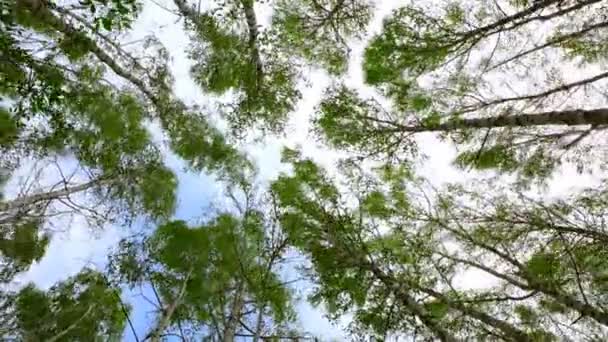 Las Copas Abedules Con Hojas Verdes Balancean Fuerte Viento Árboles — Vídeos de Stock