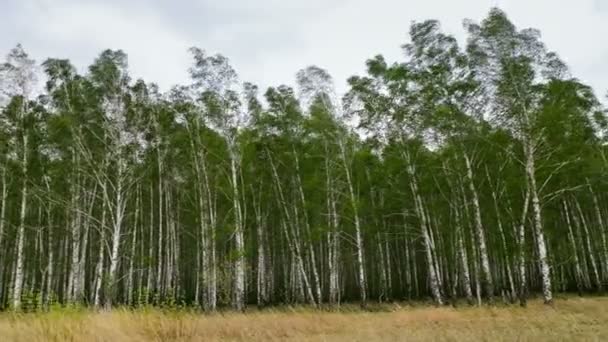 緑の葉を持つ白樺の木は強い風から揺れます 空と乾燥した草に対する木 森の中のハリケーンの風 悪天候 森の中だ カメラによるパノラマ円運動 4Kビデオ — ストック動画