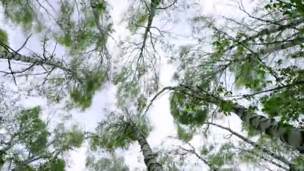 Des Cimes Bouleaux Aux Feuilles Vertes Balancent Vent Fort Arbres — Video