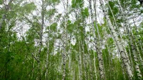 바람을 자작나무들이 흔들리고 나무들이 하늘을 배경으로 바닥을 내려다볼 수있습니다 악천후의 — 비디오