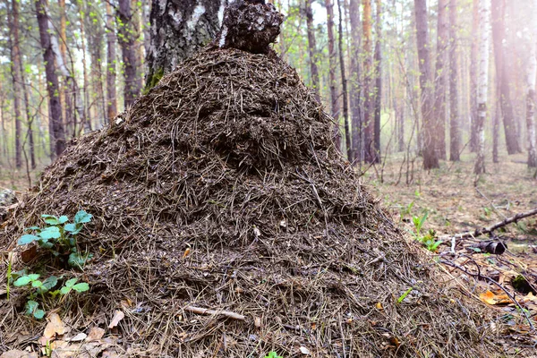 Anthill in the forest made by forest red ants. Wildlife Insect Work