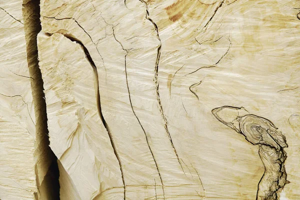 白樺の木の質感 背景カット木の幹を見た チェーンソーカットマーク — ストック写真