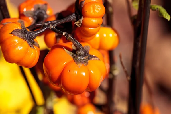 Árbol de calabaza científicamente conocido como Solanum integrifolium —  Fotos de Stock