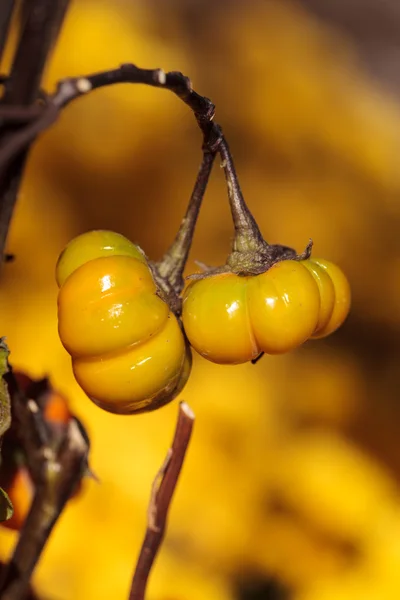 Árbol de calabaza científicamente conocido como Solanum integrifolium —  Fotos de Stock