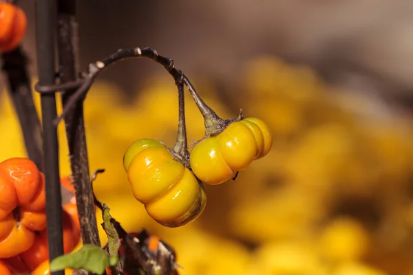 Albero di zucca scientificamente noto come Solanum integrifolium — Foto Stock