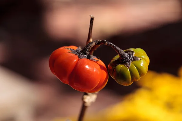 Árbol de calabaza científicamente conocido como Solanum integrifolium —  Fotos de Stock