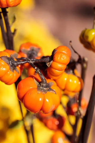 Albero di zucca scientificamente noto come Solanum integrifolium — Foto Stock
