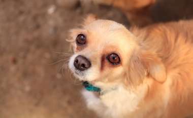 Küçük uzun saçlı Chihuahua karışık doğurmak köpek 