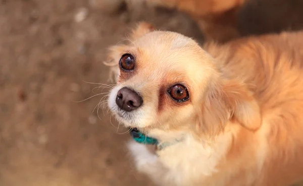 Small long haired Chihuahua mixed breed dog — Stock Photo, Image