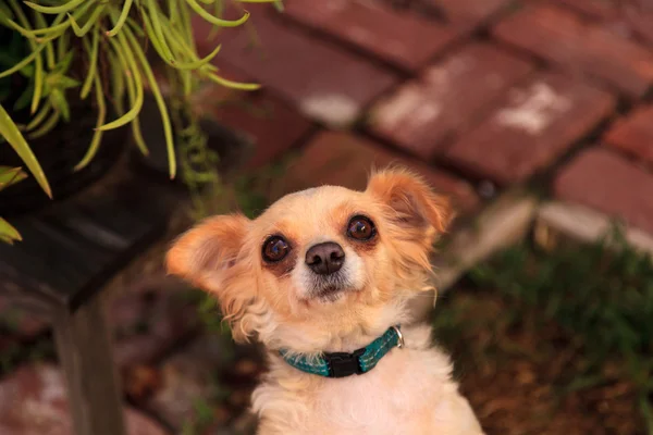 Liten långhårig Chihuahua Blandras hund — Stockfoto