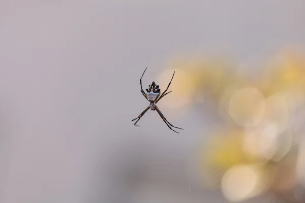 银金蛛蜘蛛叫金蛛毒蛾 — 图库照片